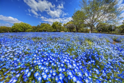 久宝寺緑地1.jpg