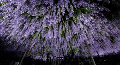 岐阜県羽島市竹鼻　竹鼻別院　藤