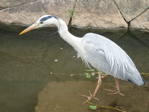 5.長瀬川生物2.jpg