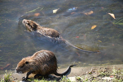 6.長瀬川生物3.jpg