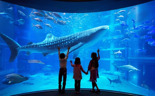 Osaka Aquarim Kaiyukan.jpg